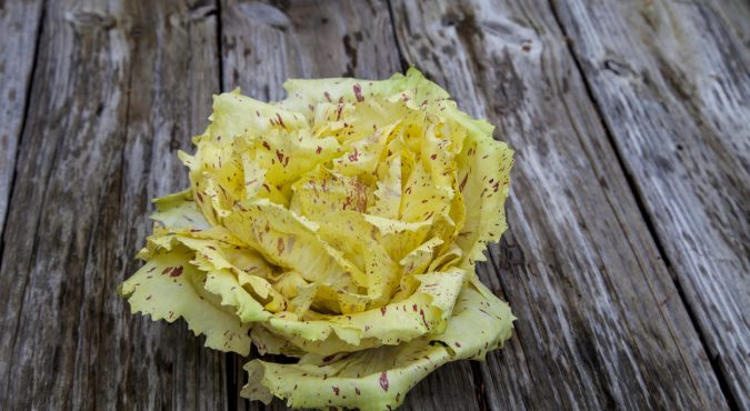 Vegetable Castelfranco radicchio lettuce