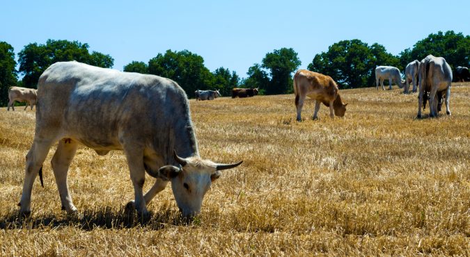 Cows in a meadow, apulia countryside landscape
