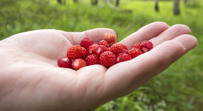 Wild strawberry