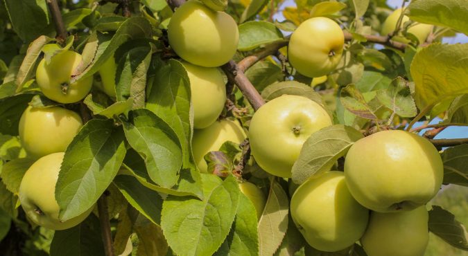 Ripe yellow apples