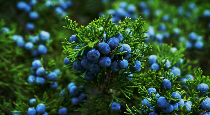 Ripe berries on a juniper bush.