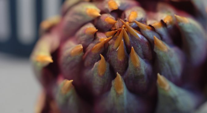 carciofo close-up
