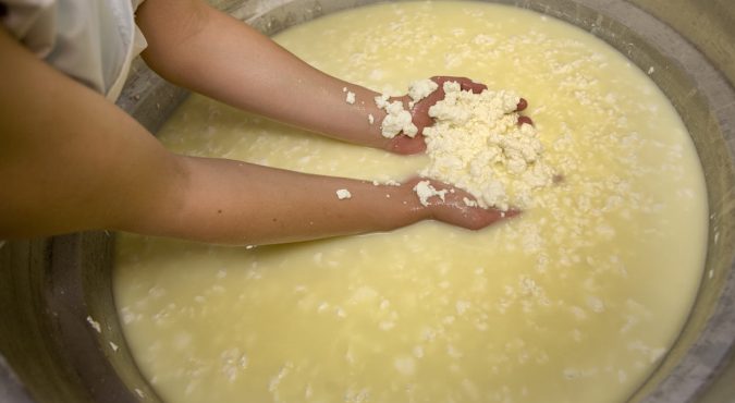 Making pecorino cheese