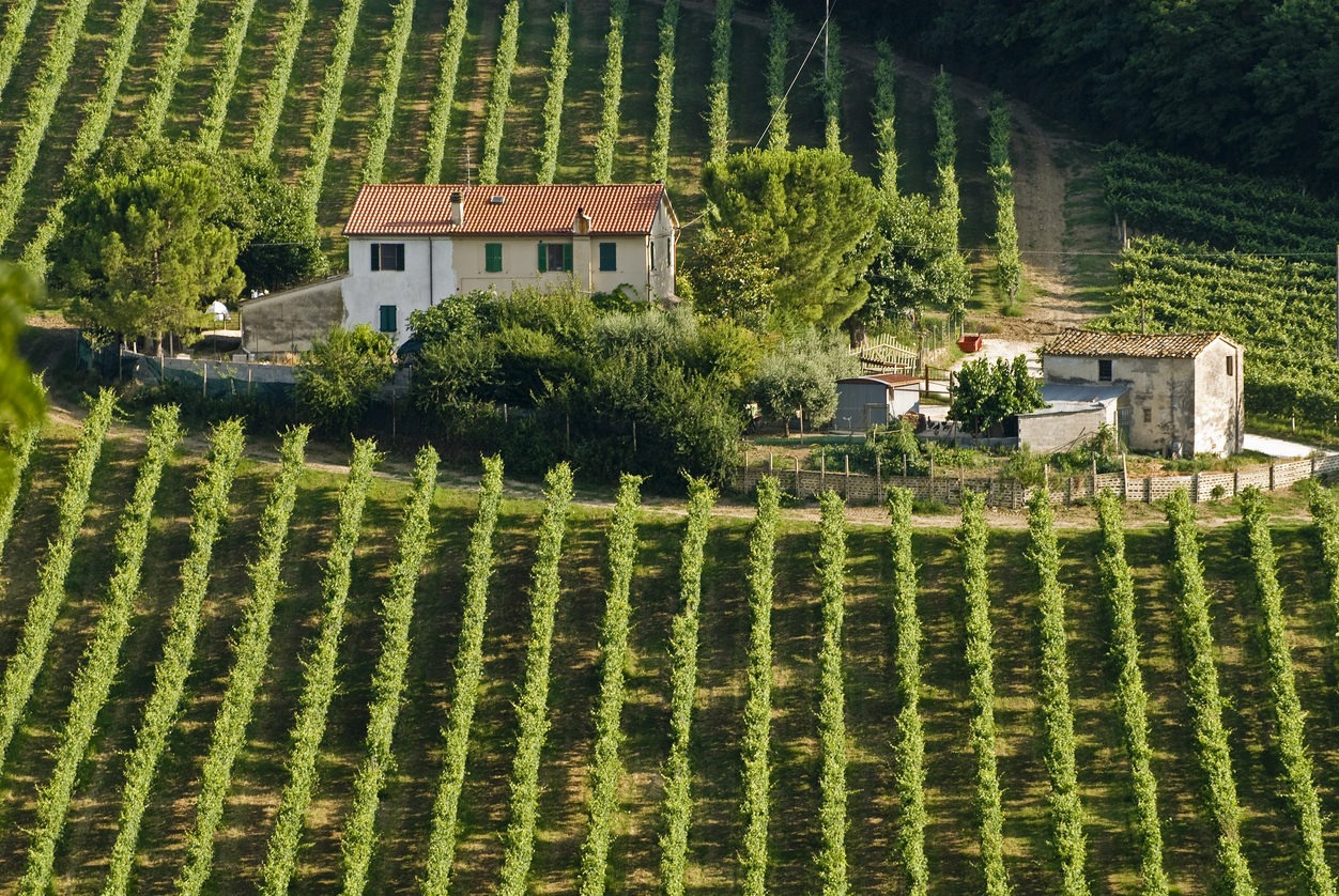 Verdicchio dei Castelli di Jesi DOC Paesi del Gusto