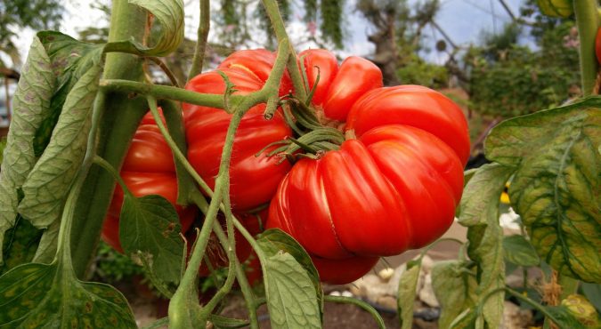 Pomodoro quarantino