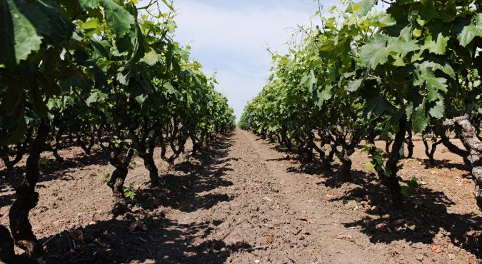 Old traditional alberello vineyards with rows of primitivo wine grapes plants in great wine region of South Italy Manduria in Apulia