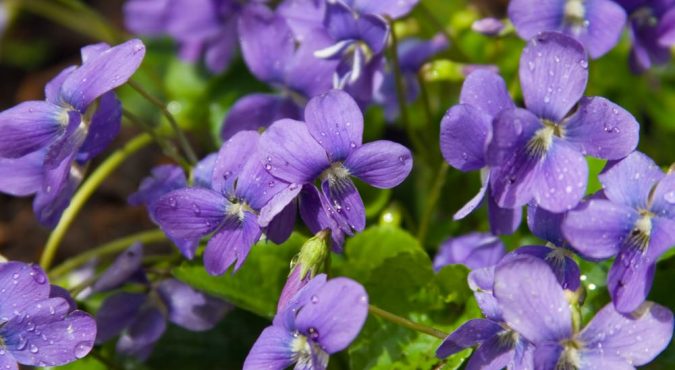 Violette candite