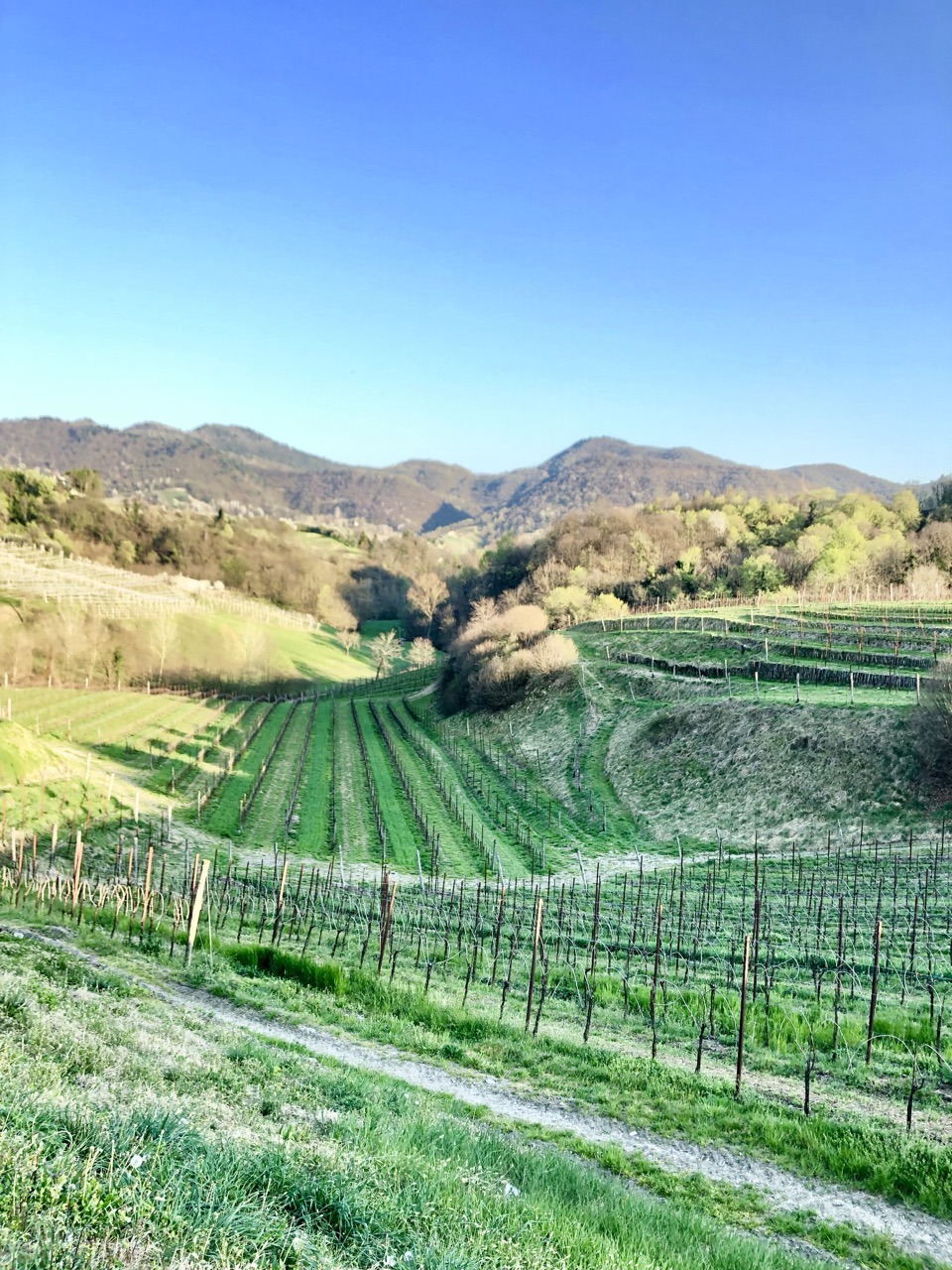 Strada del Prosecco e Vini dei Colli Conegliano Valdobbiadene