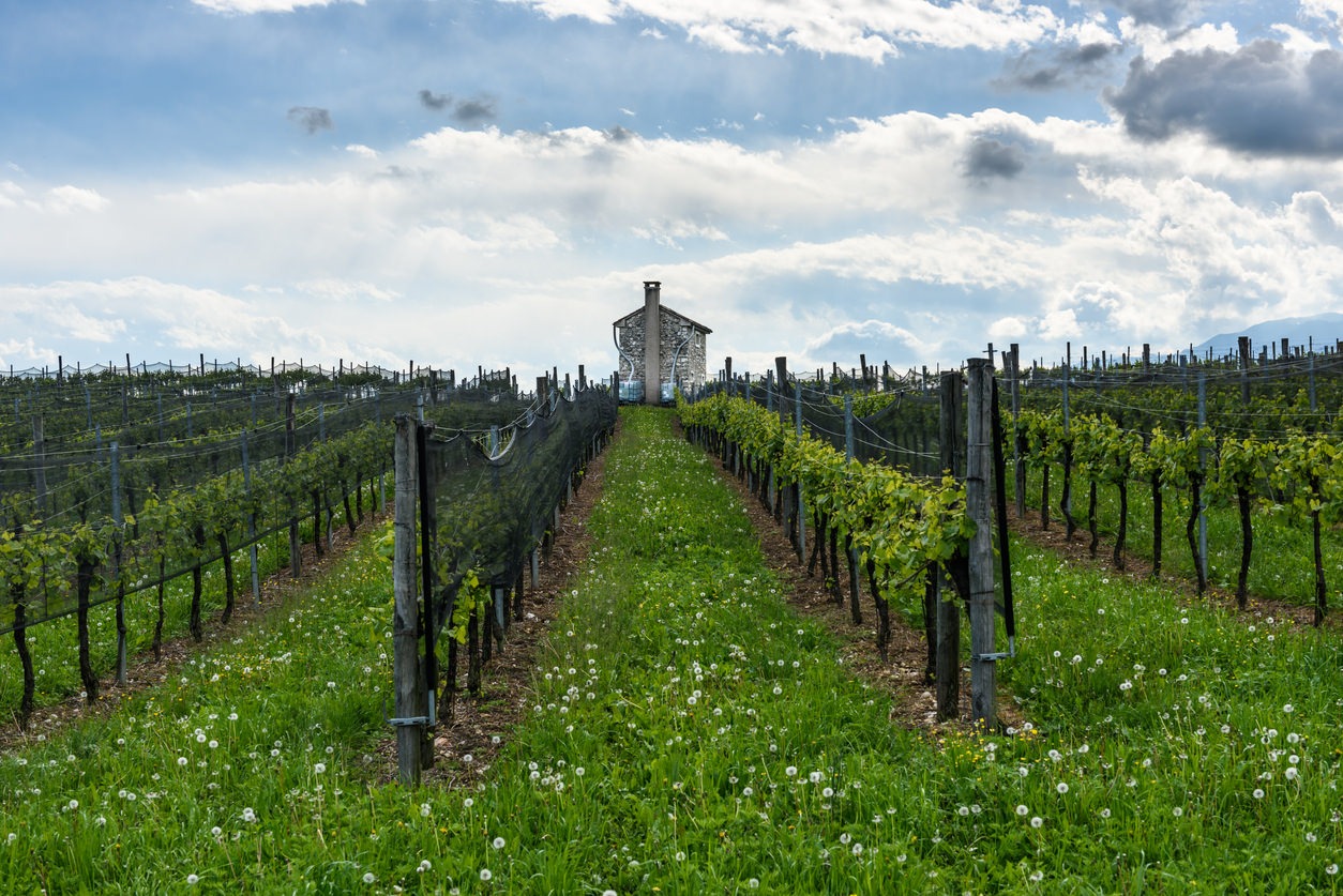 Conegliano Valdobbiadene Prosecco Superiore DOCG