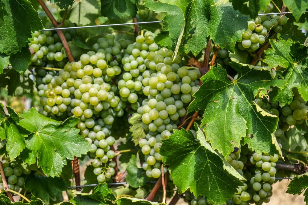 Verdicchio di Matelica