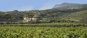 Vino di Pantelleria