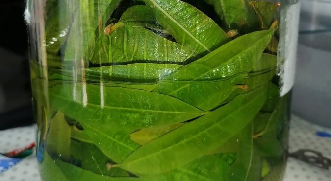 Erba Luigia Liguria