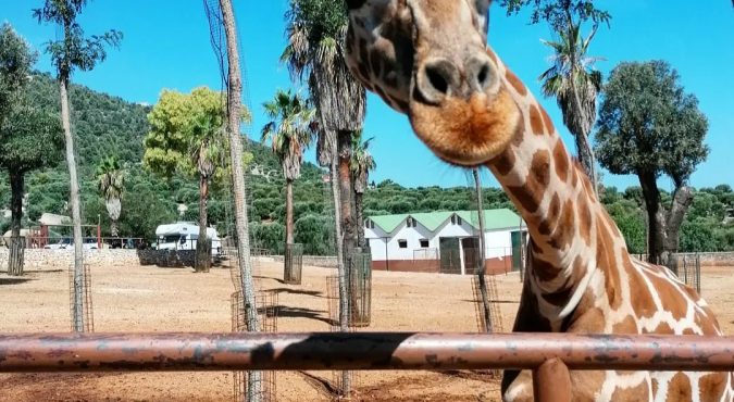 Zoosafari a Fasano, l’itinerario per una visita TOP