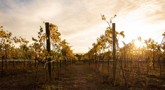 Viaggio sensoriale tra i vini pugliesi: alla scoperta di una terra di eccellenze