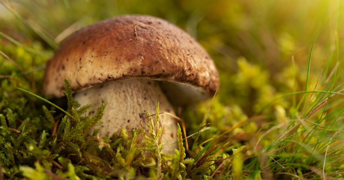 5 curiosità sui funghi porcini che probabilmente non conosci Paesi